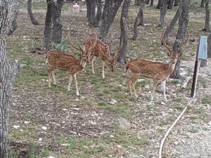 Axis Deer