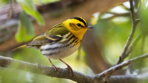 Golden-Cheeked Warbler