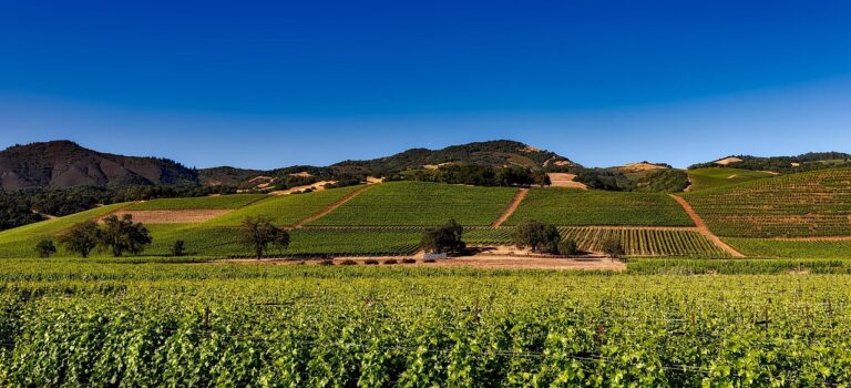 Hill Country Vineyards