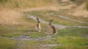 Jackrabbits