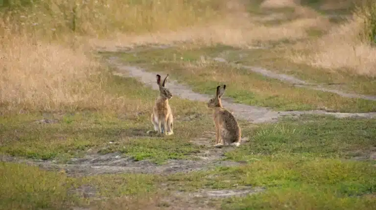 Jackrabbits