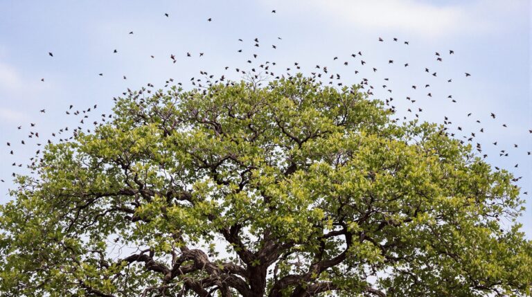 Rare Birds in Texas Hill Country