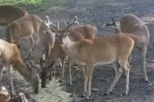 Deer Lovers Paradise