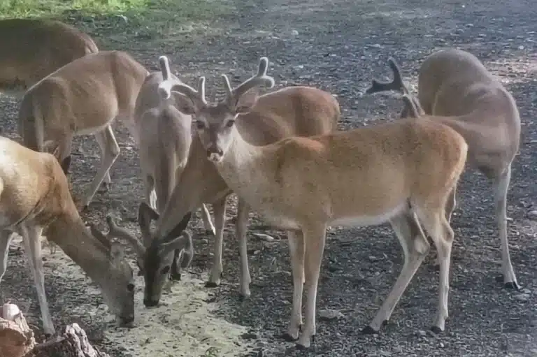 Deer Lovers Paradise