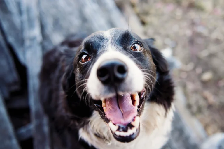 Pet Friendly Cabins